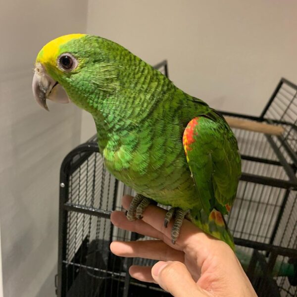 Yellow Naped Amazon for Sale
