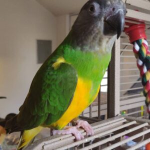Senegal Parrot for sale