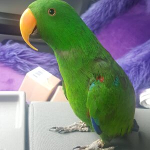 Eclectus parrot for sale
