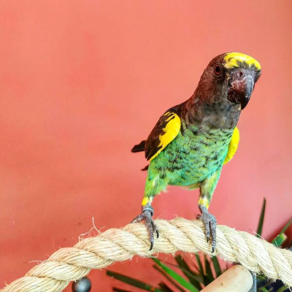 Meyers Parrot for sale