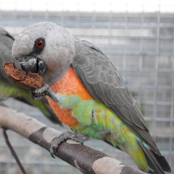 Red Bellied Parrot for sale