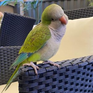 Quaker Parrot for Sale