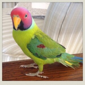Plum Headed Parakeet for Sale