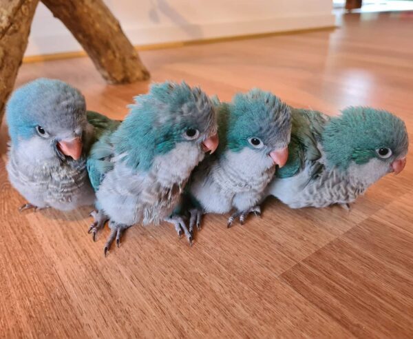 Blue Quaker Parrot for Sale