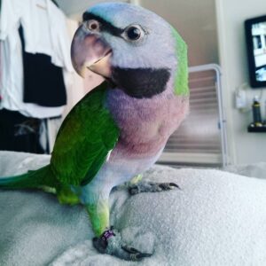 Lord derbys parakeet for sale