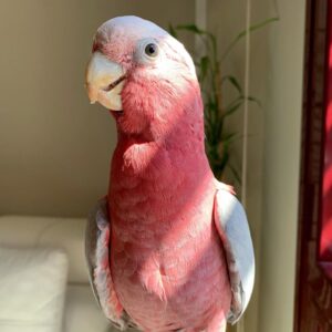 Rose Breasted Cockatoo for Sale