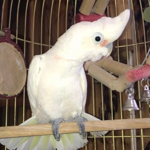 Goffin Cockatoo for Sale