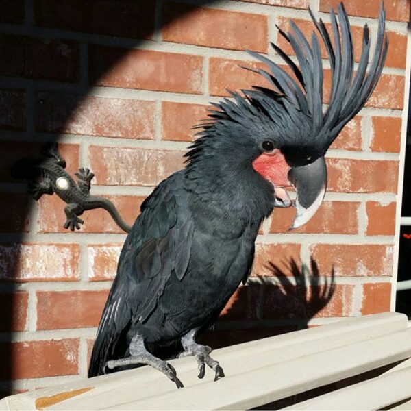 Black Palm Cockatoo for Sale
