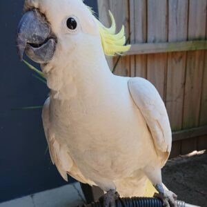 Sulphur Crested Cockatoo for Sale