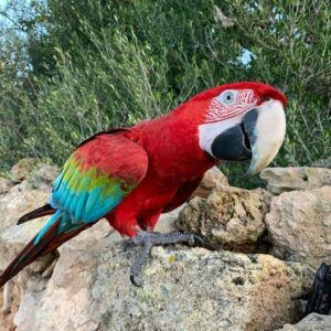 Green Wing Macaw for Sale