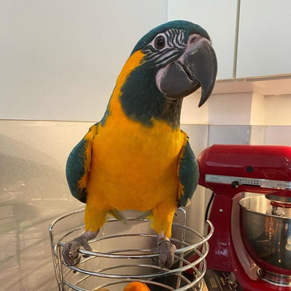 Blue Throated Macaw for Sale