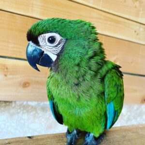 Severe Macaw for Sale
