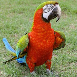 Harlequin Macaw for Sale