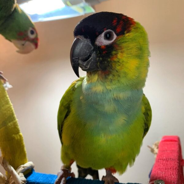 Nanday Conure for Sale