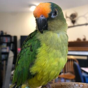 Peach Fronted Conure for Sale