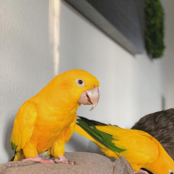 Golden Conure for Sale