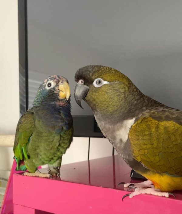 Patagonian Conure for Sale