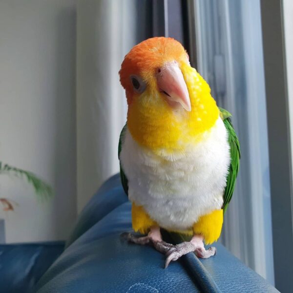 White Bellied Caique for Sale
