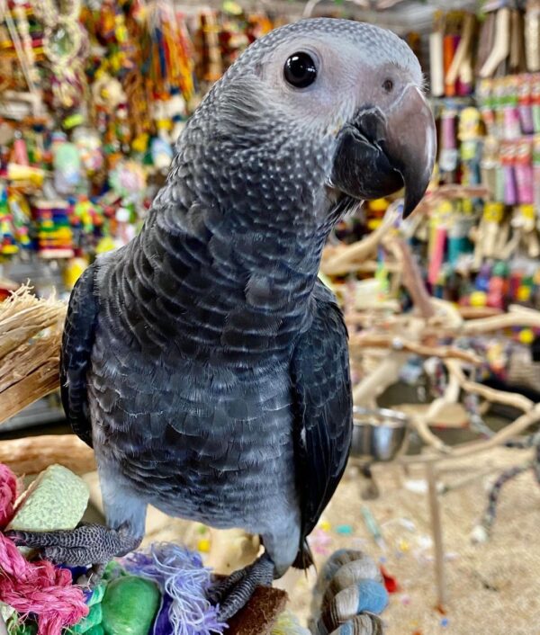 Timneh African Grey for Sale