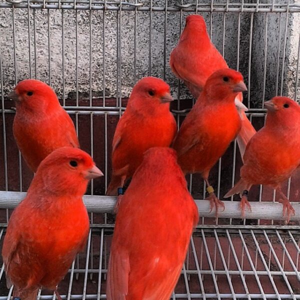 Red Factor Canary for sale