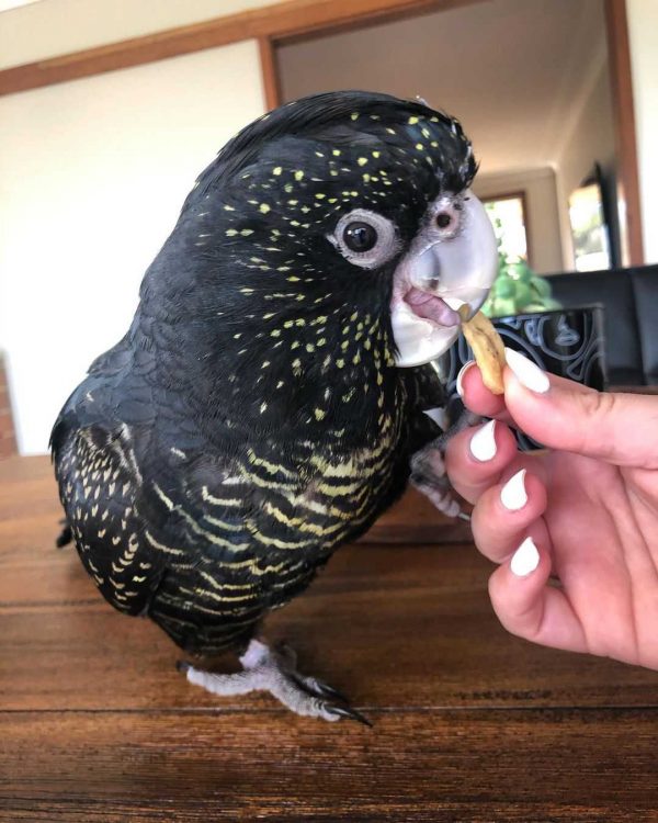 Red tailed black cockatoo for sale