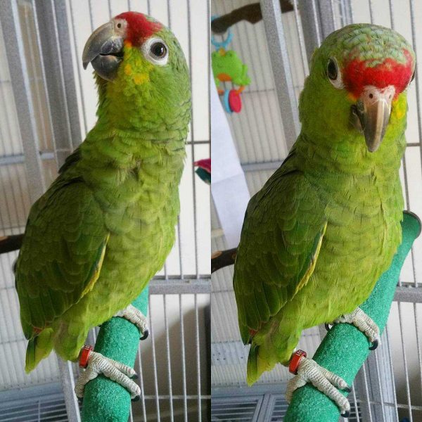 Red Lored Amazon for sale