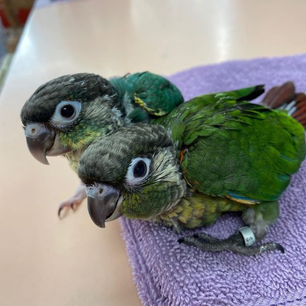 Baby Parrots for sale