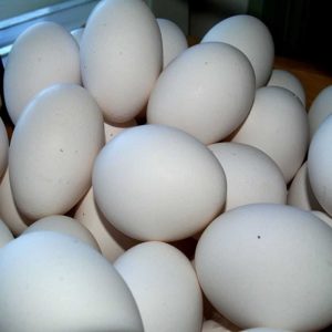 Buy Parrot Eggs for sale