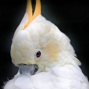 Citron Crested Cockatoo for sale