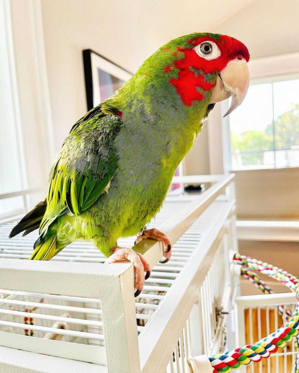 Mitred Conure for sale