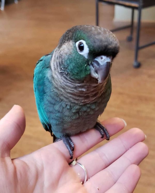 Turquoise Green Cheek Conure for sale