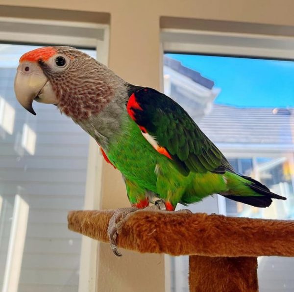 Cape Parrot for sale