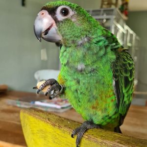 Jardine Parrot for sale