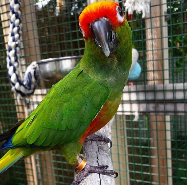 Gold Capped Conure for sale