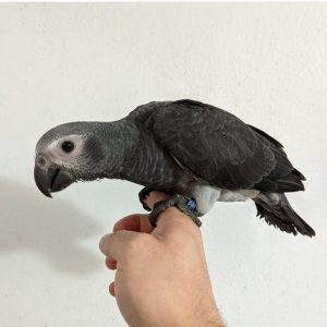 Baby African Grey for sale