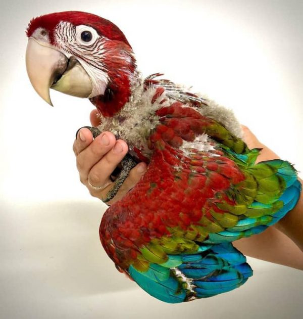 Baby Macaw Parrots for sale