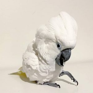 Baby Cockatoo Parrots for sale