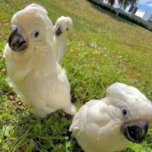 Baby Umbrella Cockatoo for sale