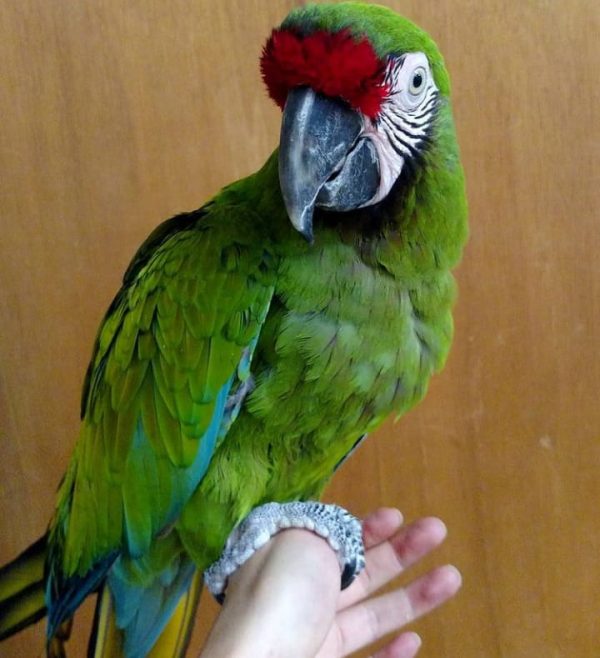 Military Macaw for sale