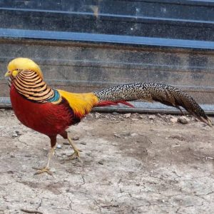 Golden Pheasant for sale