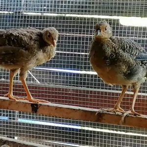 Pheasant Chicks for sale