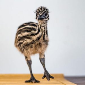 Emu for sale