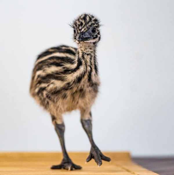 Emu for sale