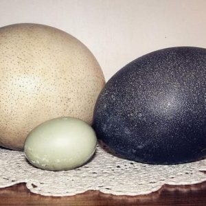 Emu Eggs for sale