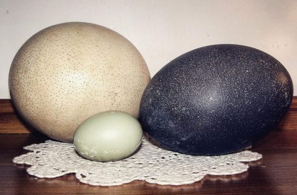 Emu Eggs for sale