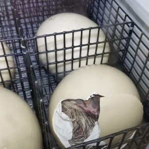 Ostrich Egg for sale