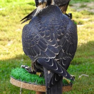 Falconry Birds for sale