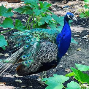 Peacocks for sale
