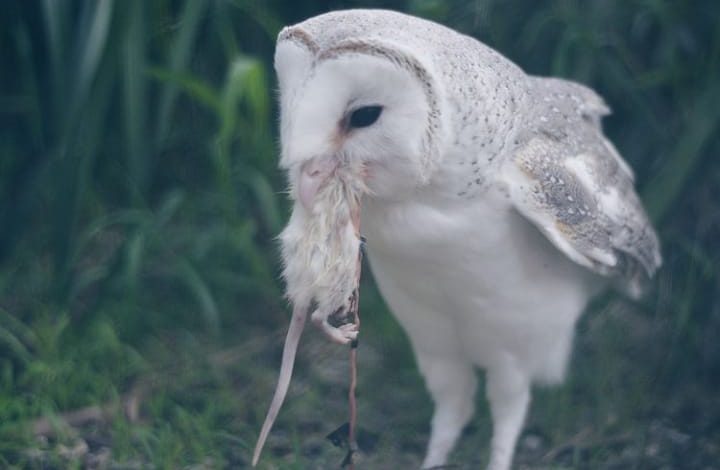 What Do Owls Eat